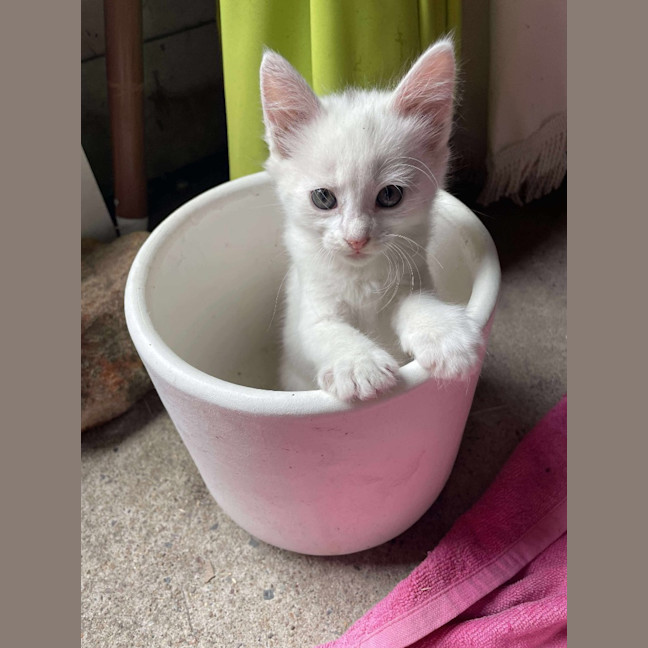 Photo of Charlie