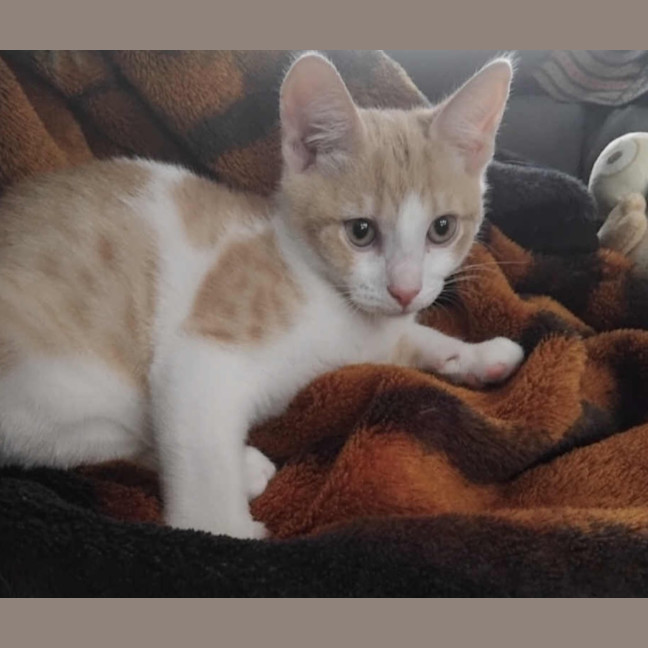 Photo of Biscoff Was Ginger