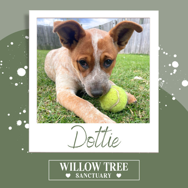 Photo of Dottie
