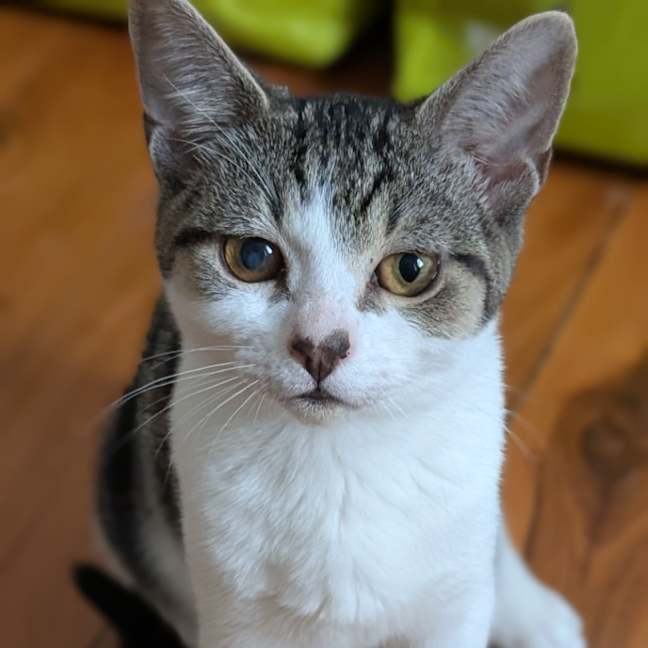 Photo of Gremlin