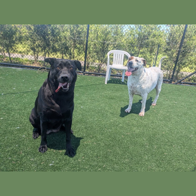 Photo of Chilli Imp 2794