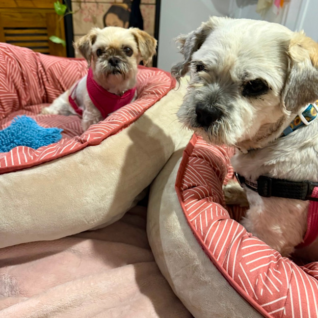 Photo of Ella And Blaze 