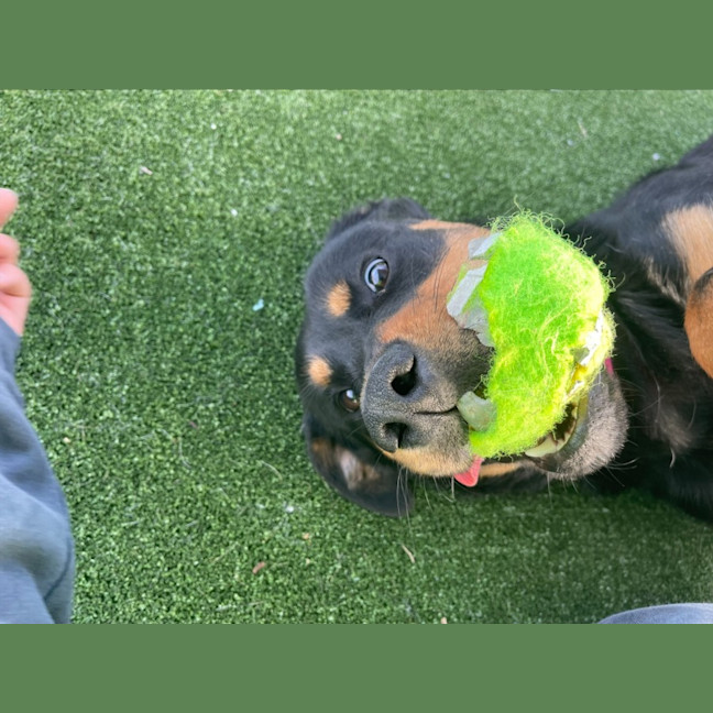 Photo of Roxy Imp 1353