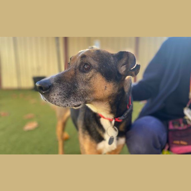 Photo of Brownie