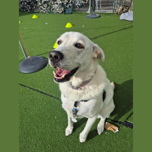 Photo of Shadow