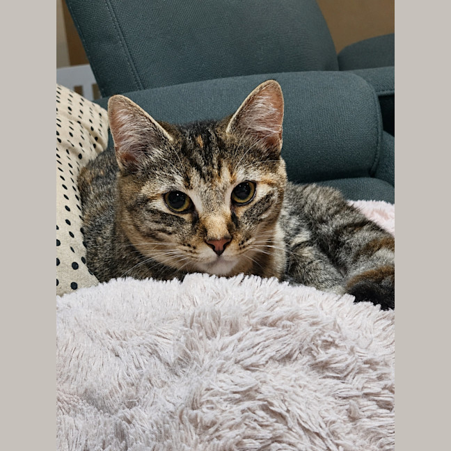 Photo of Amelia   In Foster Care In Templestowe