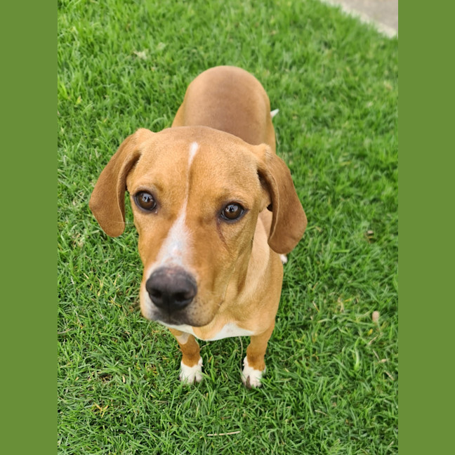Photo of Pretzel