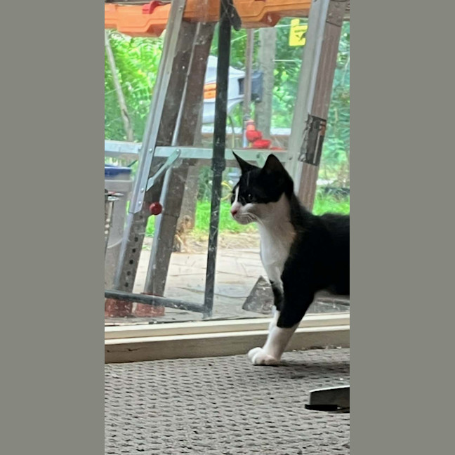 Photo of Domino *9 Lives Project Rescue*