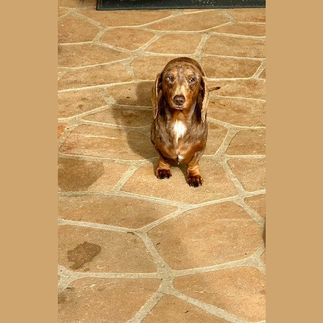 Photo of Freckles