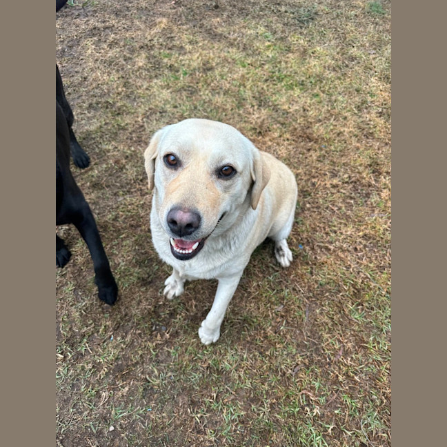 Photo of Honey