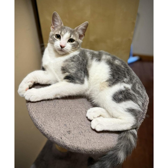 Photo of 13138   Flower