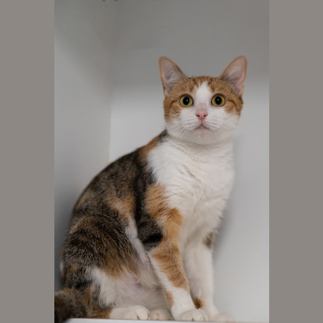 Photo of Domino