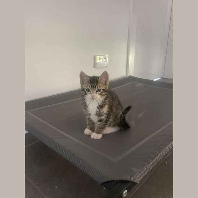 Photo of Pepper