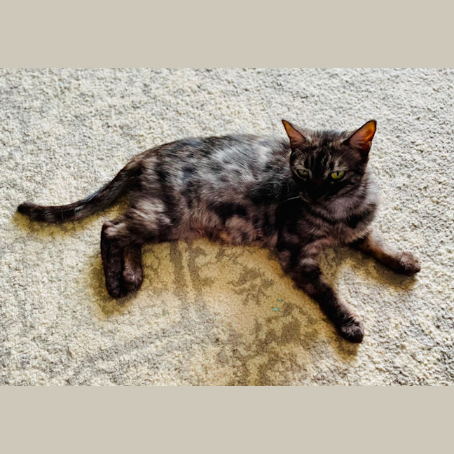 Photo of Nova