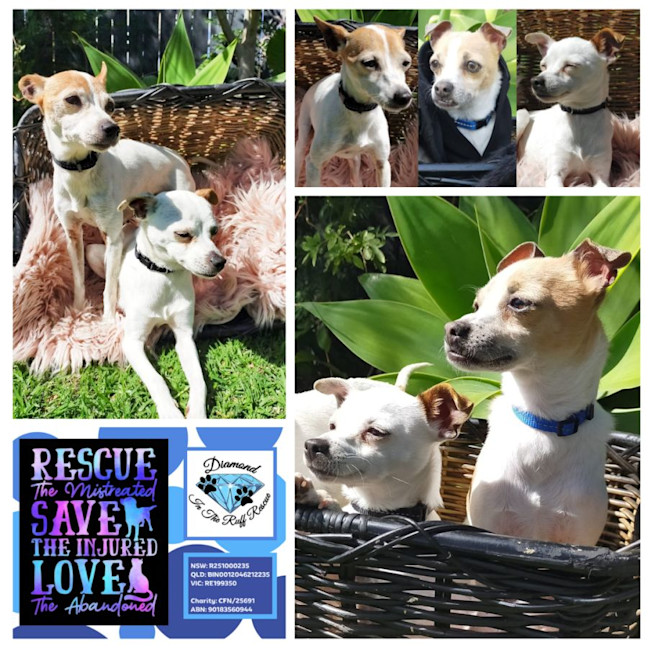 Photo of The Three Muskehounds