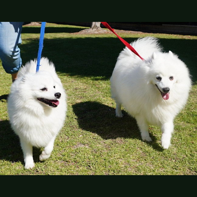 Photo of Lexie And Tudor