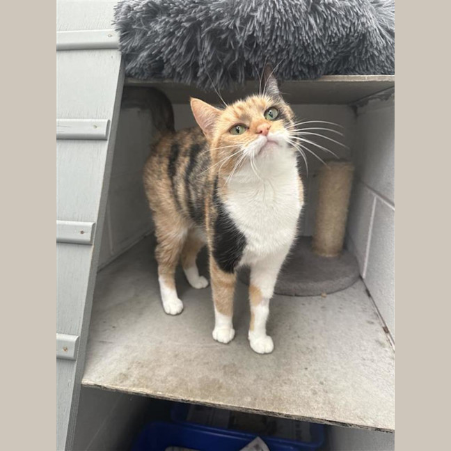 Photo of Butterscotch