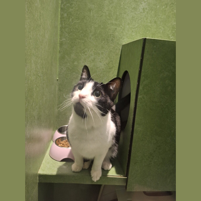 Photo of Shadow