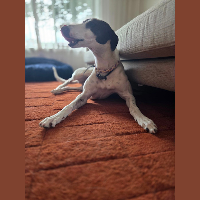 Photo of Bessie, The Greyhound