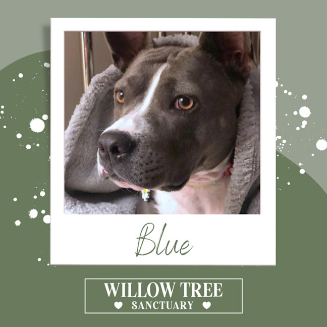 Photo of Blue