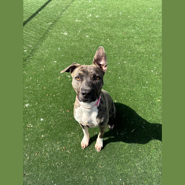 Photo of Buffy Imp 1869