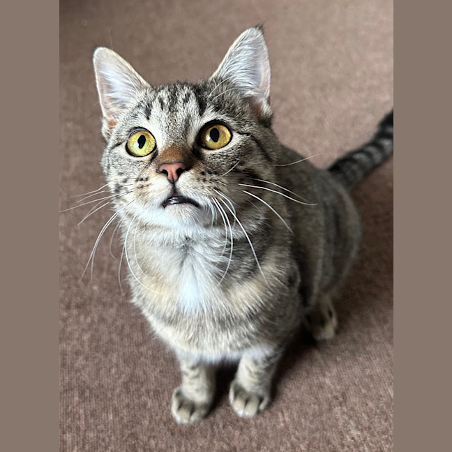 Photo of Lady Topaz