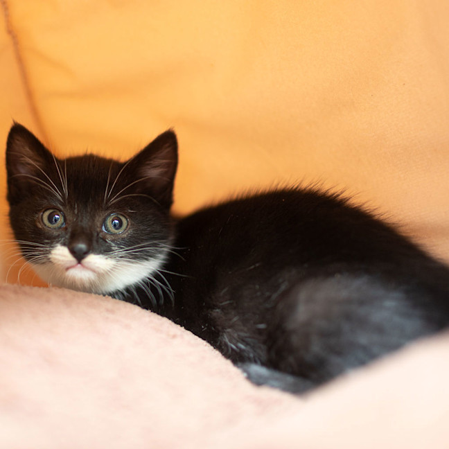 Photo of Blueberry Pie