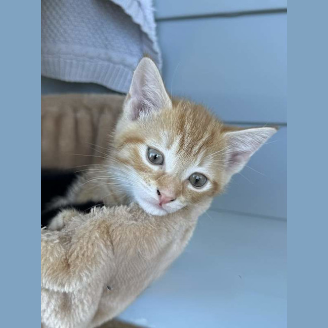 Photo of Pip (Was Cinnamon)