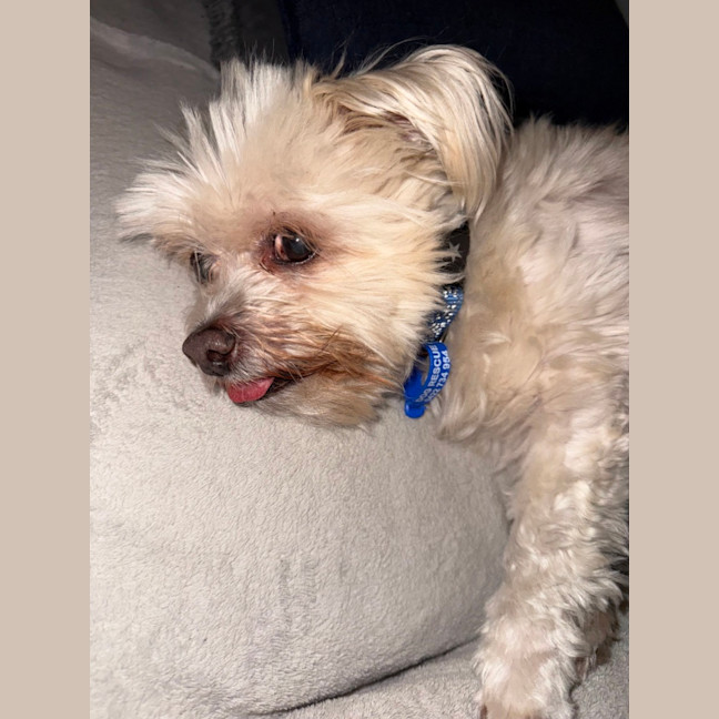 Photo of Matey   10 Year Old Moodle