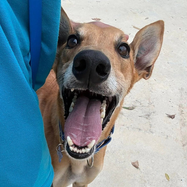 Photo of Danger Mouse The Greyhound