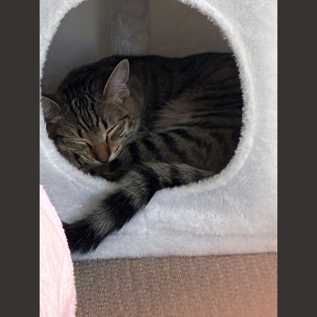 Photo of Misty Tabby