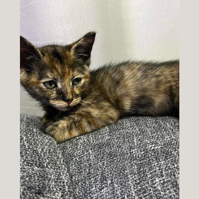 Photo of Stella