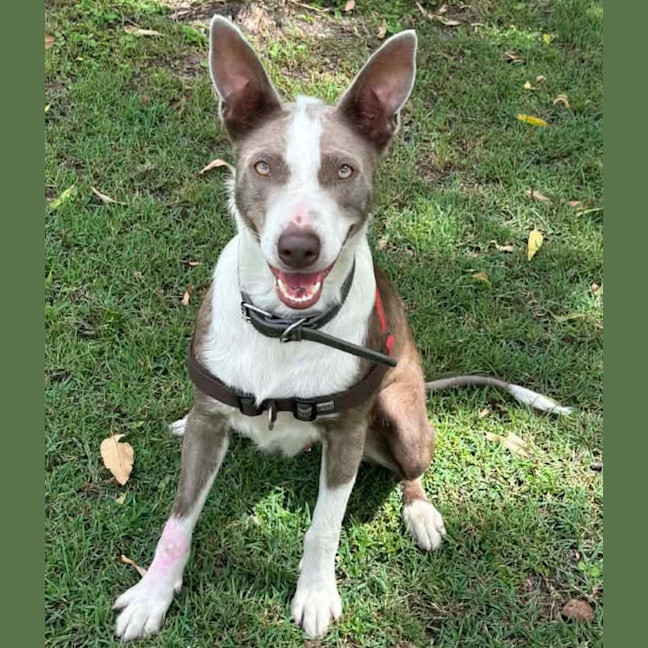 Photo of Pearl