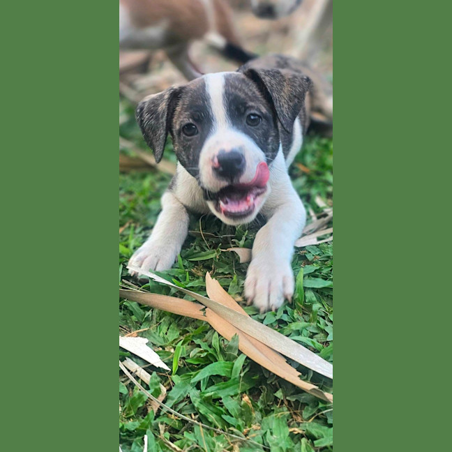 Photo of Sizzle