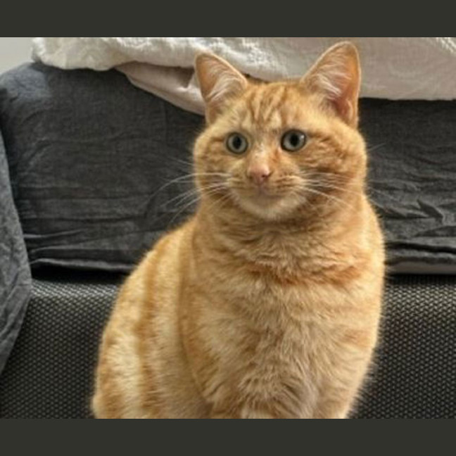 Photo of Mango