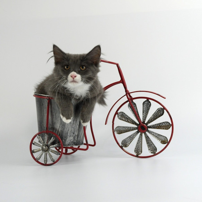 Photo of Minky