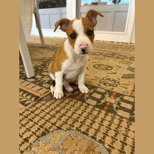 Photo of Penny