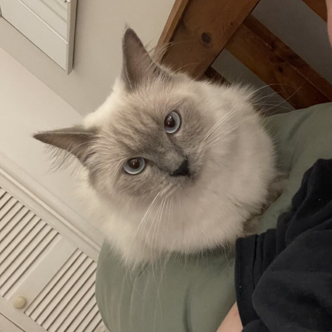 Photo of Little Lady Previously Ravioli