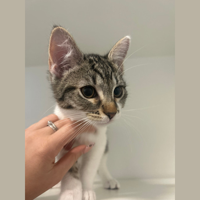 Photo of Clawdia