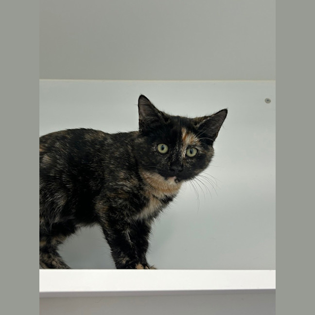 Photo of Dottie