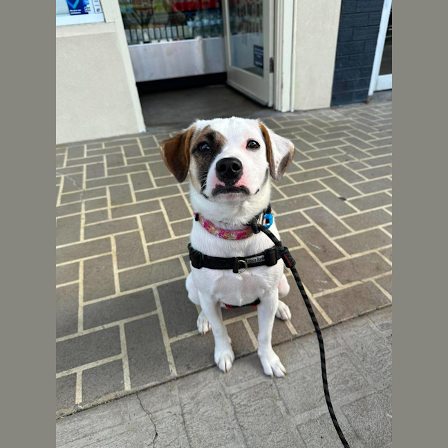 Photo of Sheba