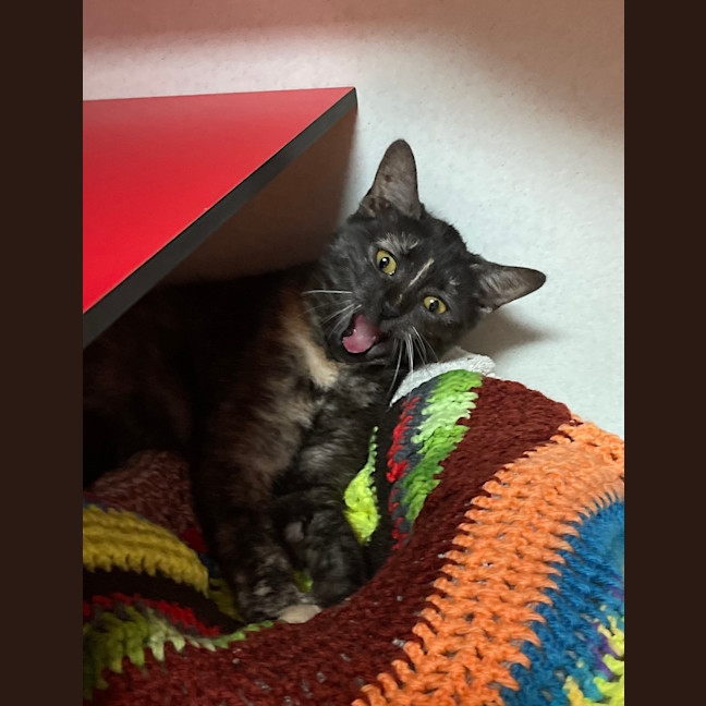 Photo of Tinkabell
