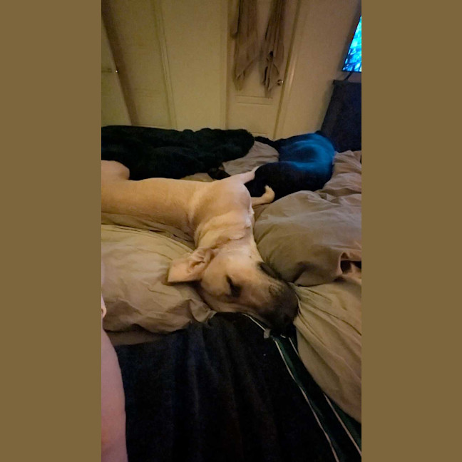 Photo of Honey