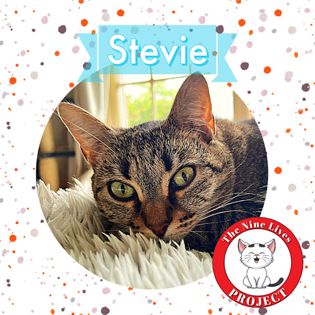 Photo of Stevie *9 Lives Project Rescue*