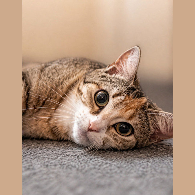 Photo of Tiger