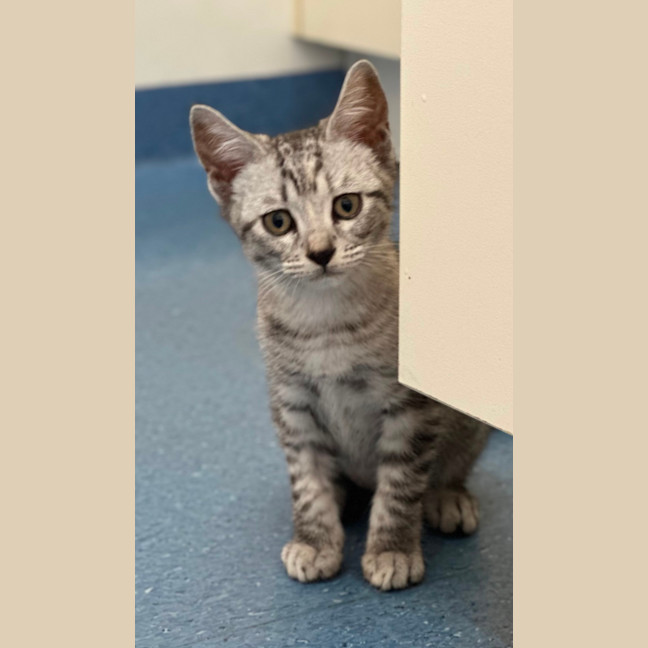 Photo of Luna And Star 