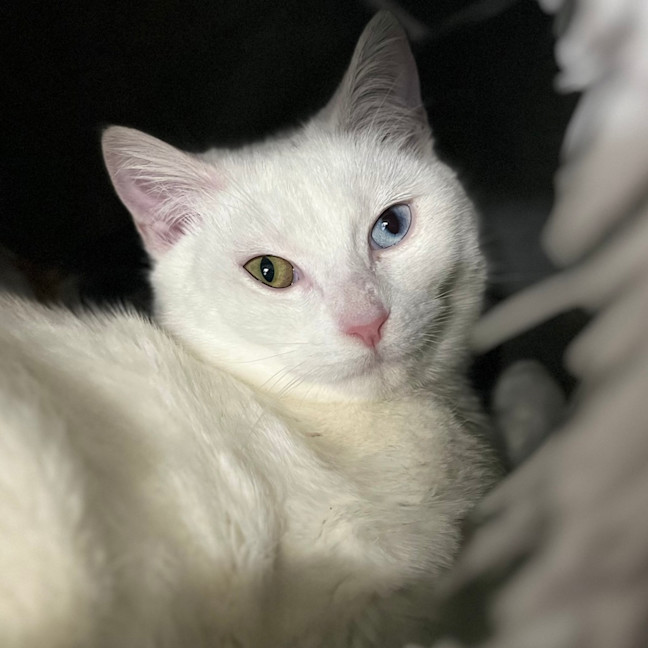 Photo of Millie