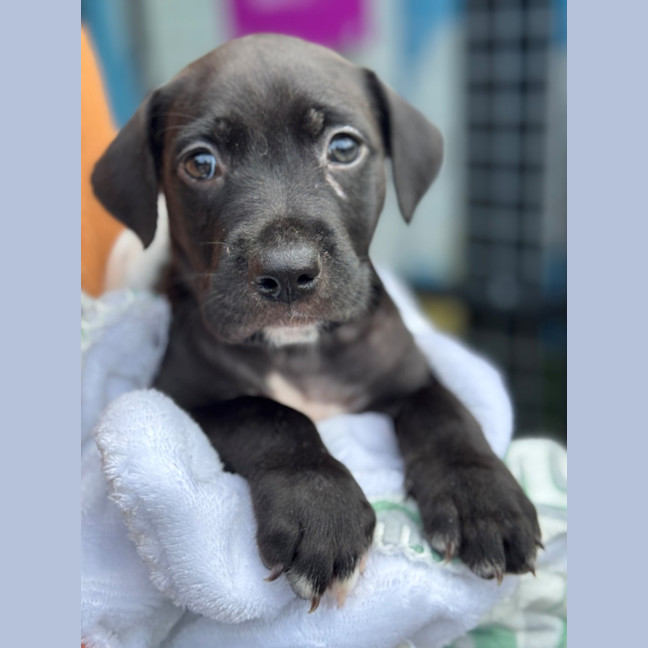 Photo of D1203 Maverick