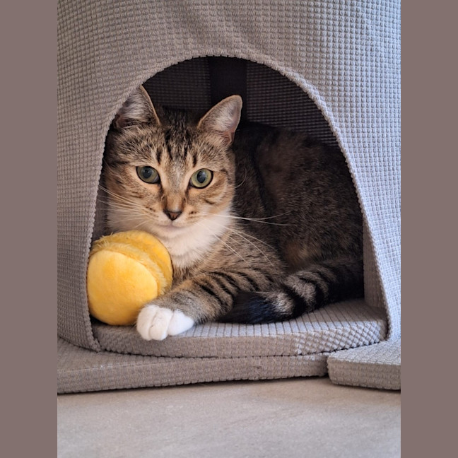 Photo of Misty