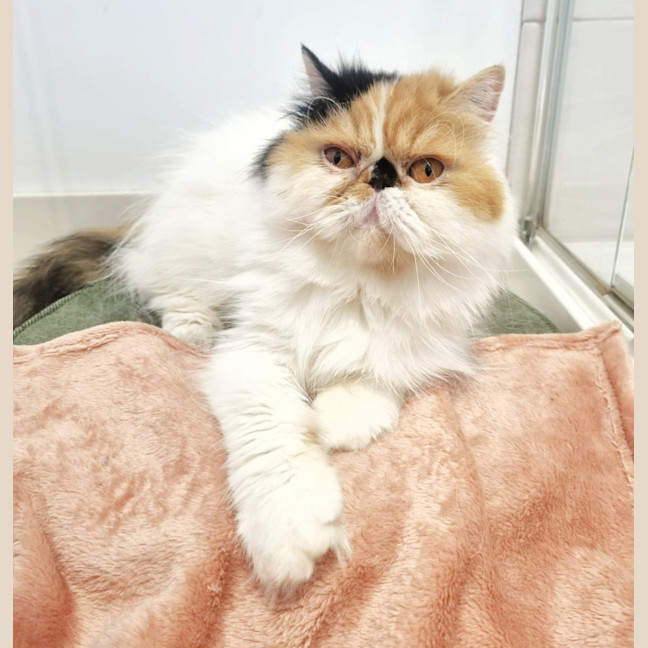 Photo of 🎩Liza Meownelli🎩